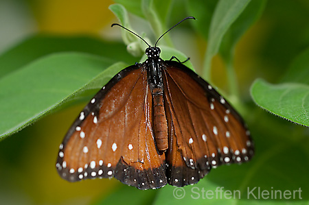 156 Queen-Falter - Danaus gilippus